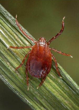 Asian Longhorned Tick