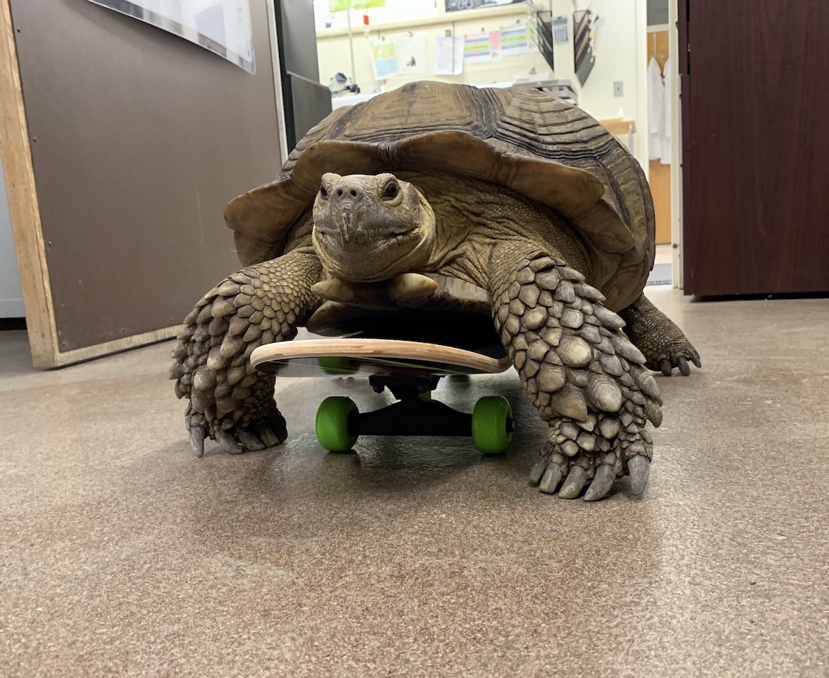 Radar, a paralyzed Sulcata tortoise, is being treated by Oklahoma State University veterinarians at the Boren Veterinary Medical Hospital in Stillwater. 