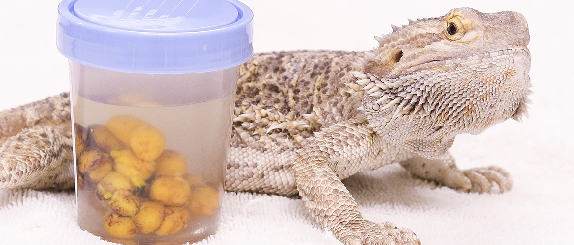 Bearded Dragon Care  Animal Health Topics / School of Veterinary Medicine