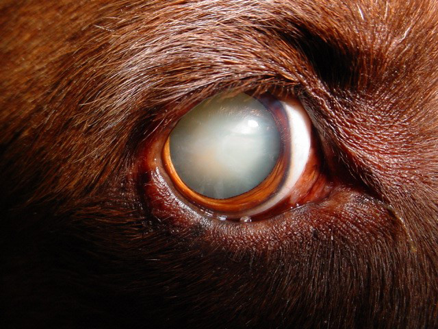 Clearing up canine cataracts | Oklahoma State University