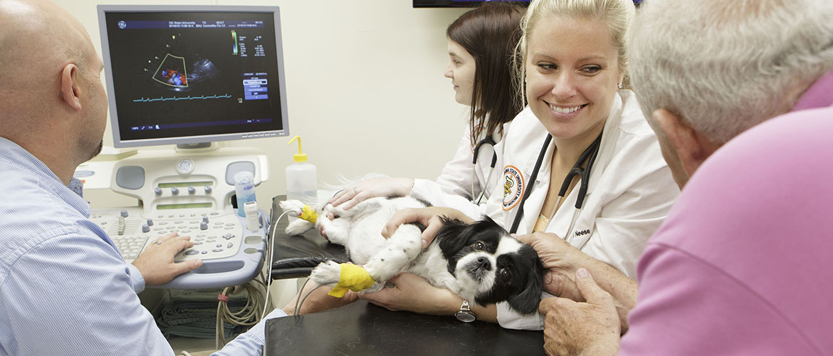 Ultrasound offers versatility in veterinary medicine | Oklahoma State  University