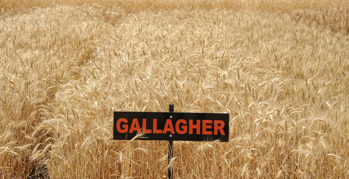 Gallagher wheat