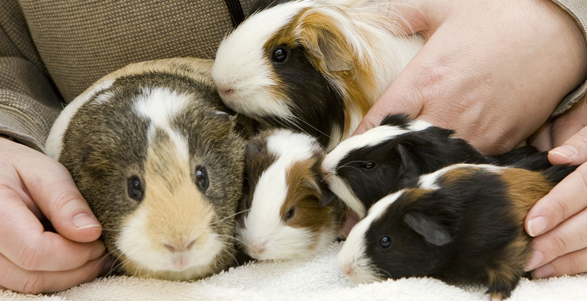 Where do guinea pigs store like to be pet