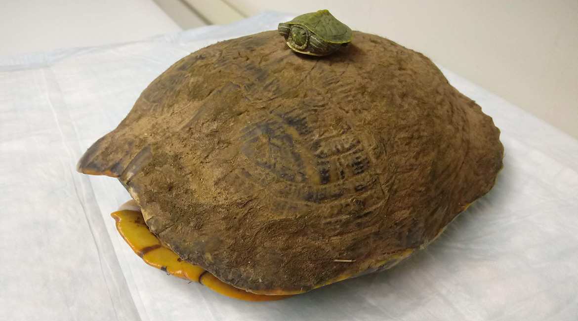 keeping wild turtles as pets