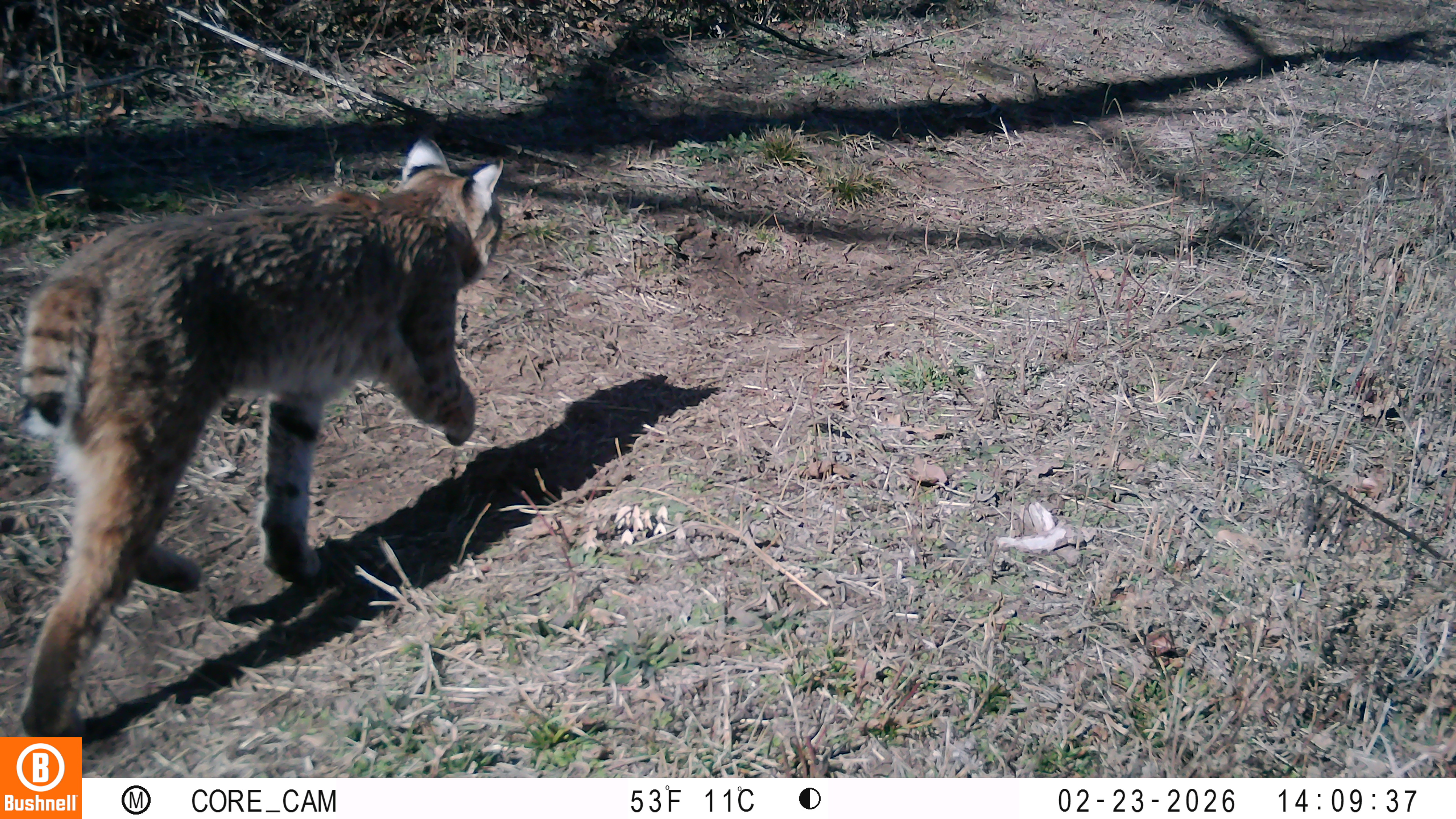 A bobcat walks through a field in an image from a camera trap at Lake Carl Blackwell