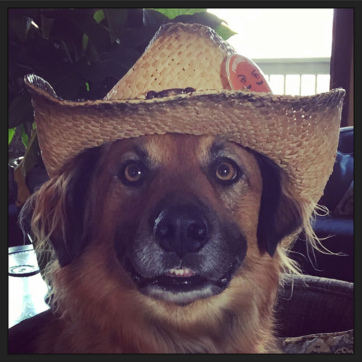 A dog wearing a straw hat