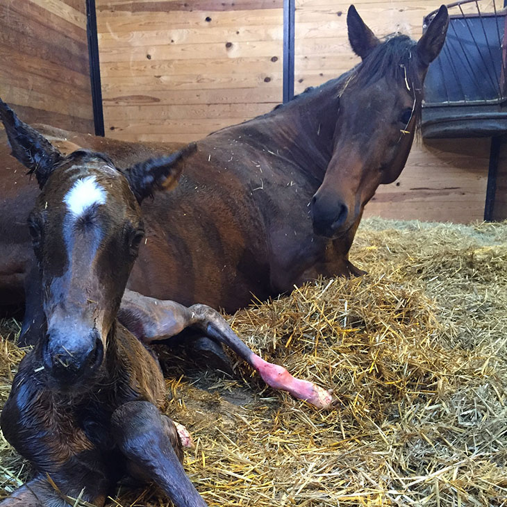 Pregnant Mares: What owners need to know as foaling time approaches |  Oklahoma State University
