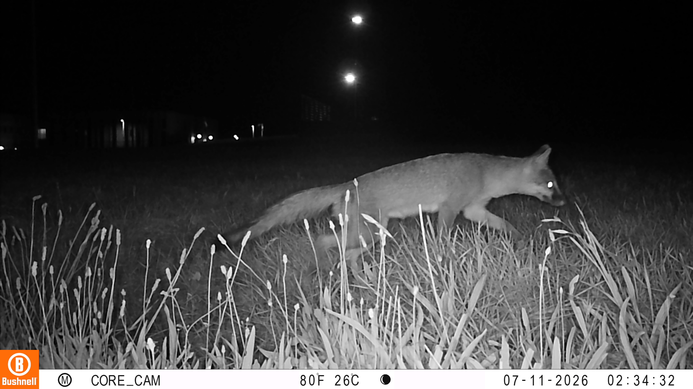 A gray fox caught on a camera trap image walking through tall grass a night on OSU's campus.