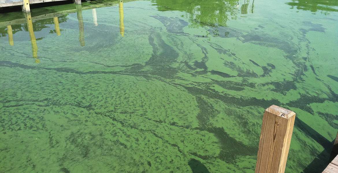 OSU wins 6.5 million from EPA to help solve algae bloom problems