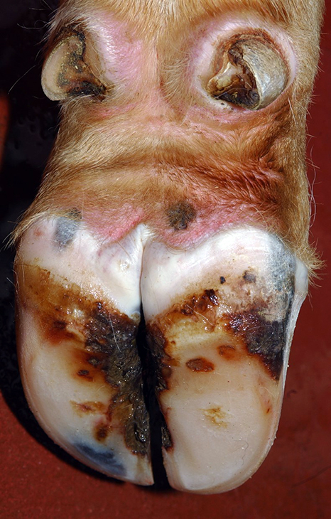 Foreign Animal Diseases of Concern: Foot and Mouth Disease | Oklahoma State  University