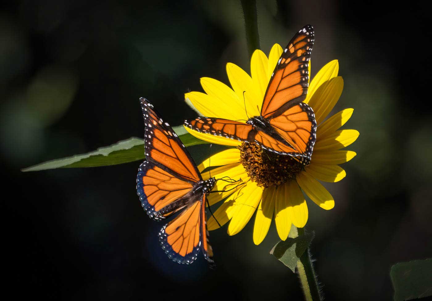 Monarch Butterfiles at OKC Zoo