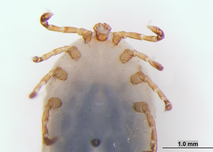 Oklahoma State Veterinary Center Identifies Exotic Tick | Oklahoma ...