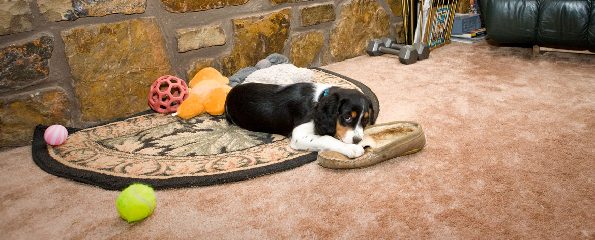 Amid other toys, adorable puppy chews on slipper in living room.