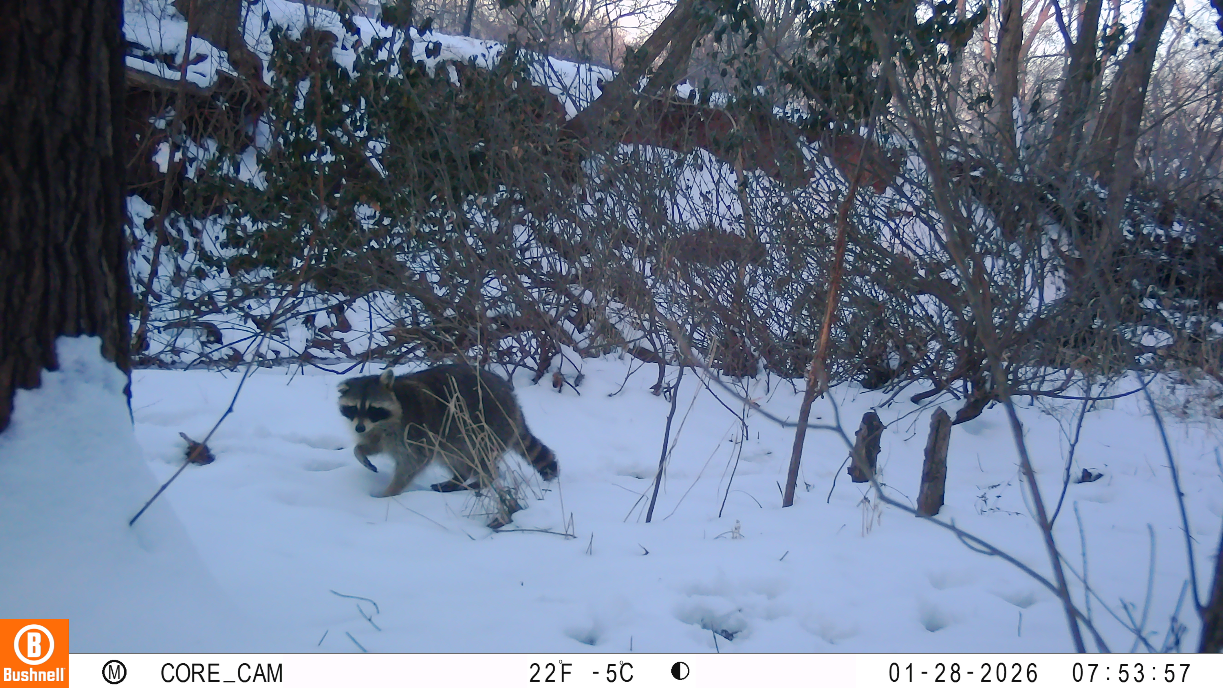 A racoon walks through a snow and brush in a camera trap image taken in Stillwater.