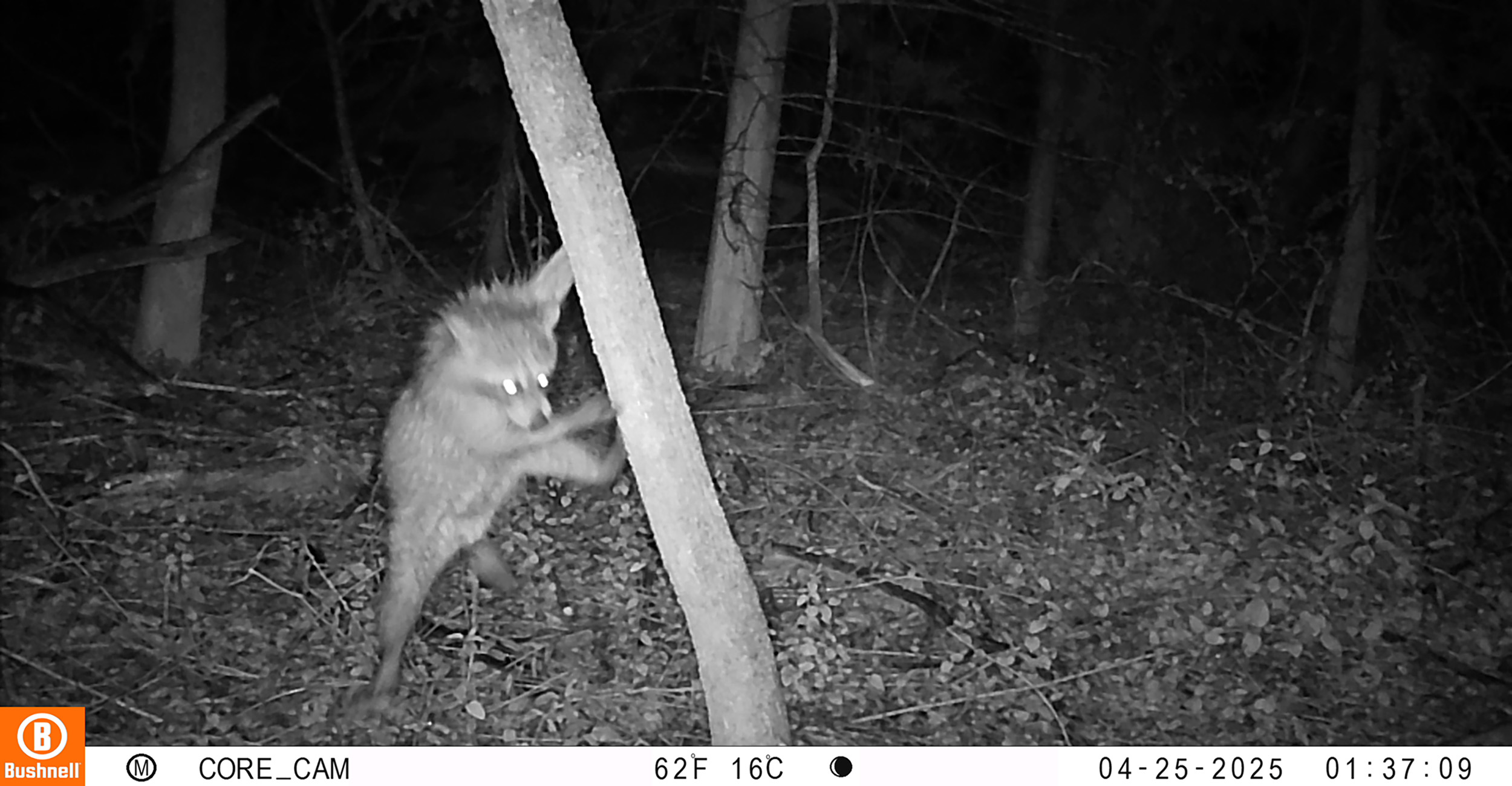 Could the length of the night predict your next wildlife encounter?