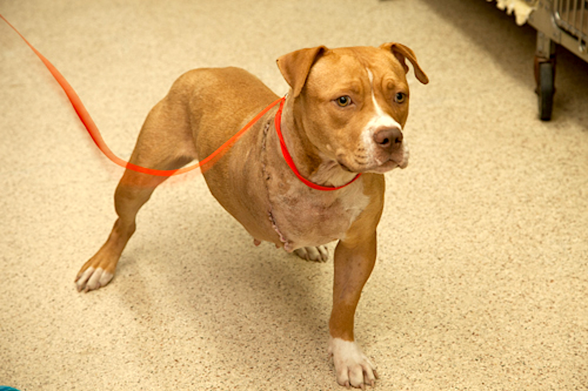 A three-legged dog who received assistance through the OSU Animal Relief Fund. 