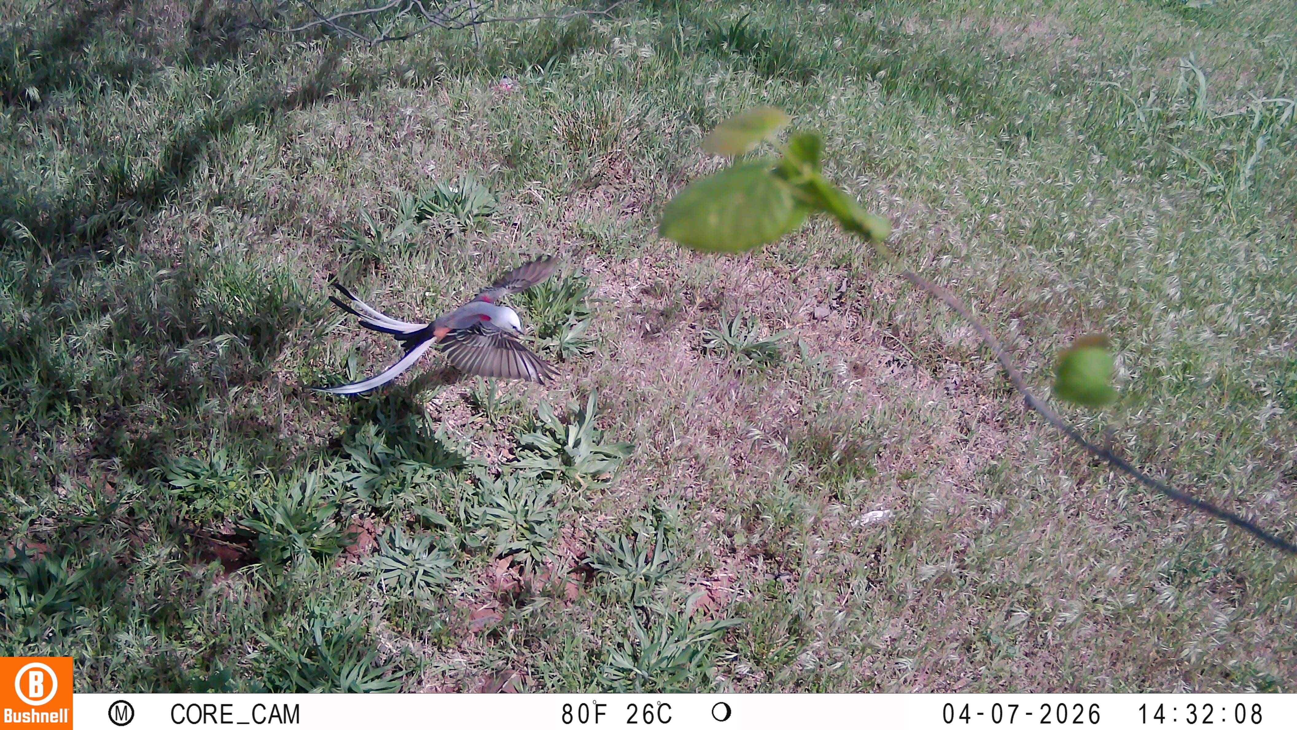 A camera trap image catches a scissor-tailed flycatcher flying close the the ground in a grass field.