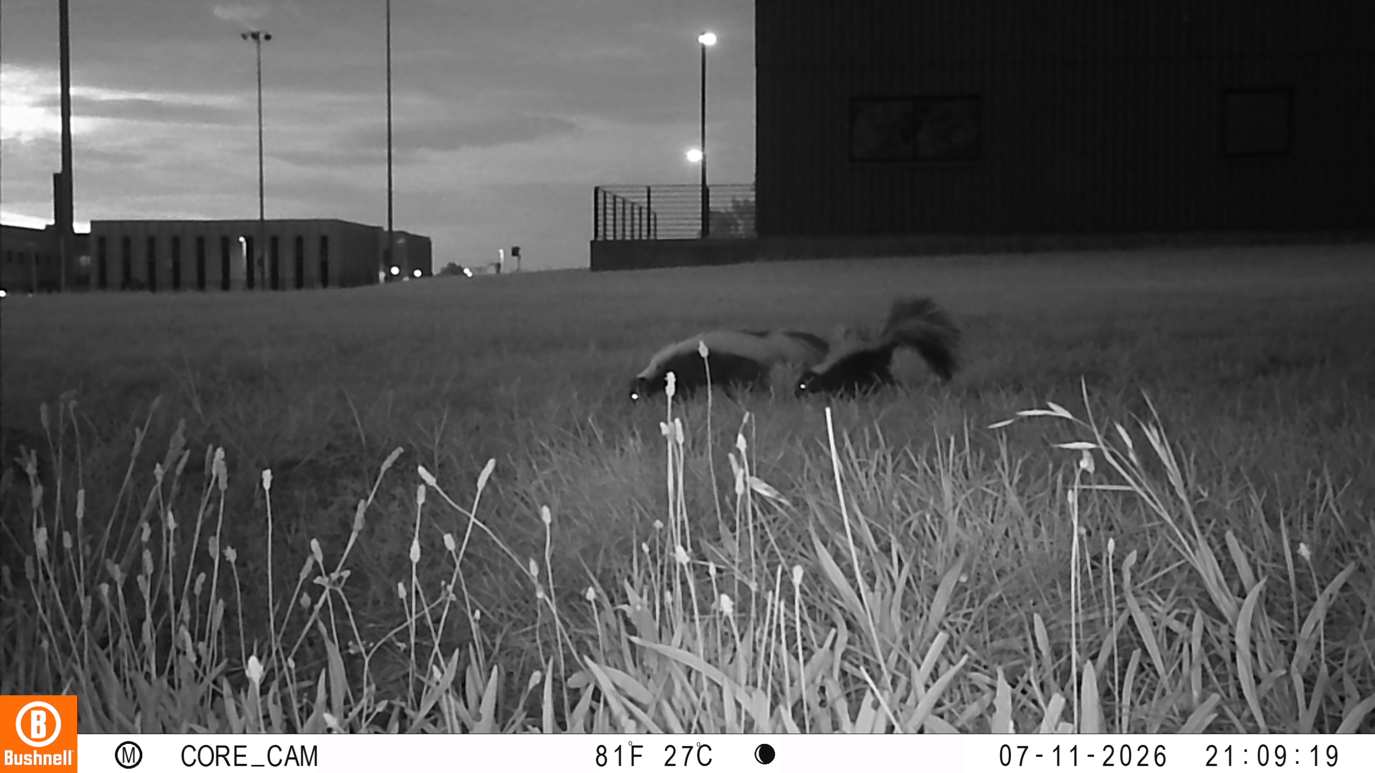 Two skunks caught on a camera trap image walking through tall grass a night on OSU's campus.