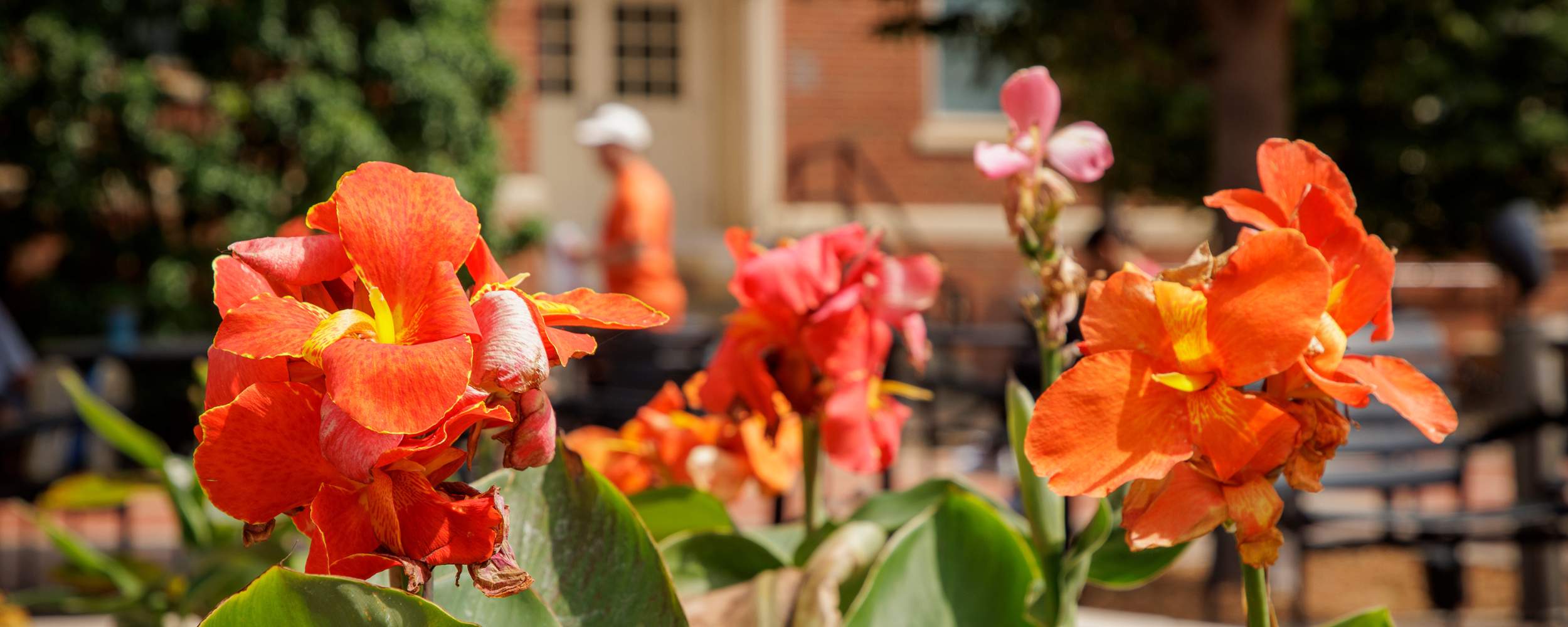 Flowers on OSU campus