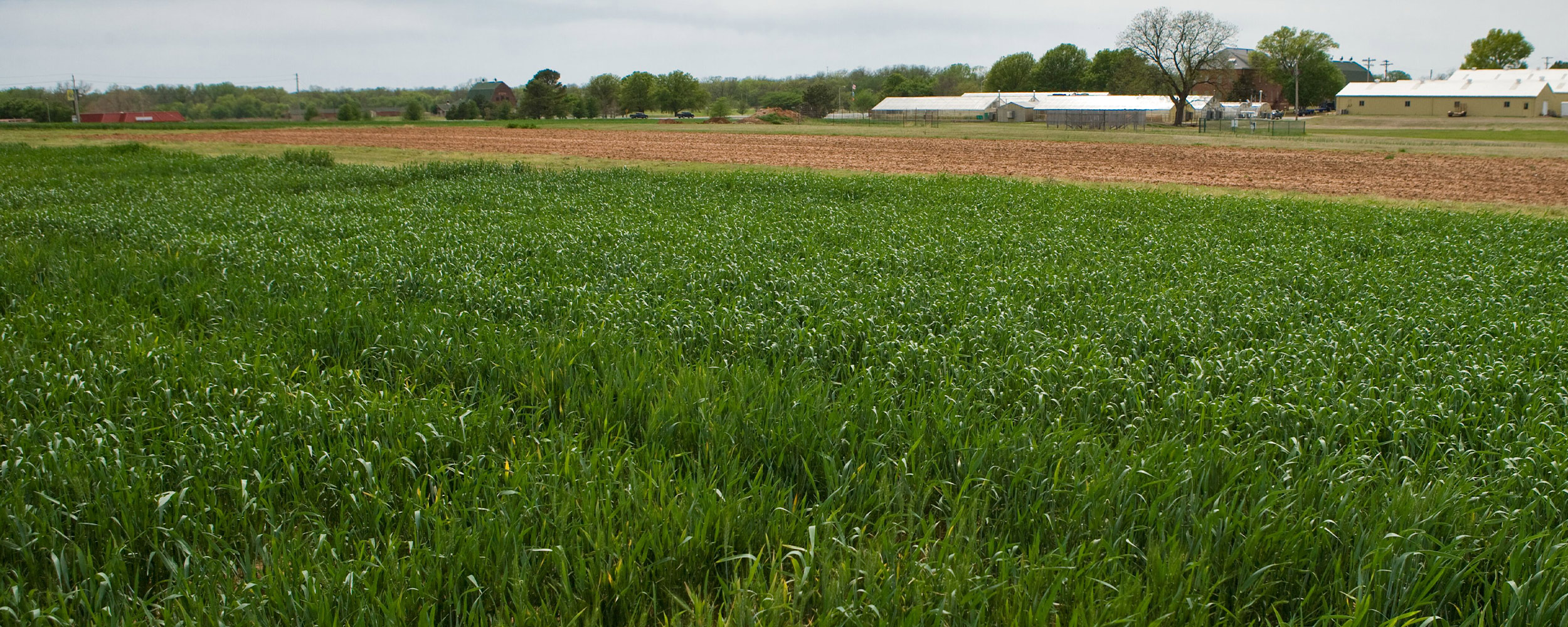 Rural field with outbuildings and trees in the distance