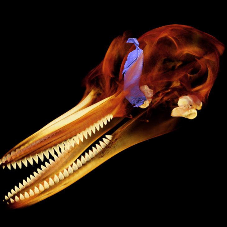 A MicroCT scan of a dolphin head