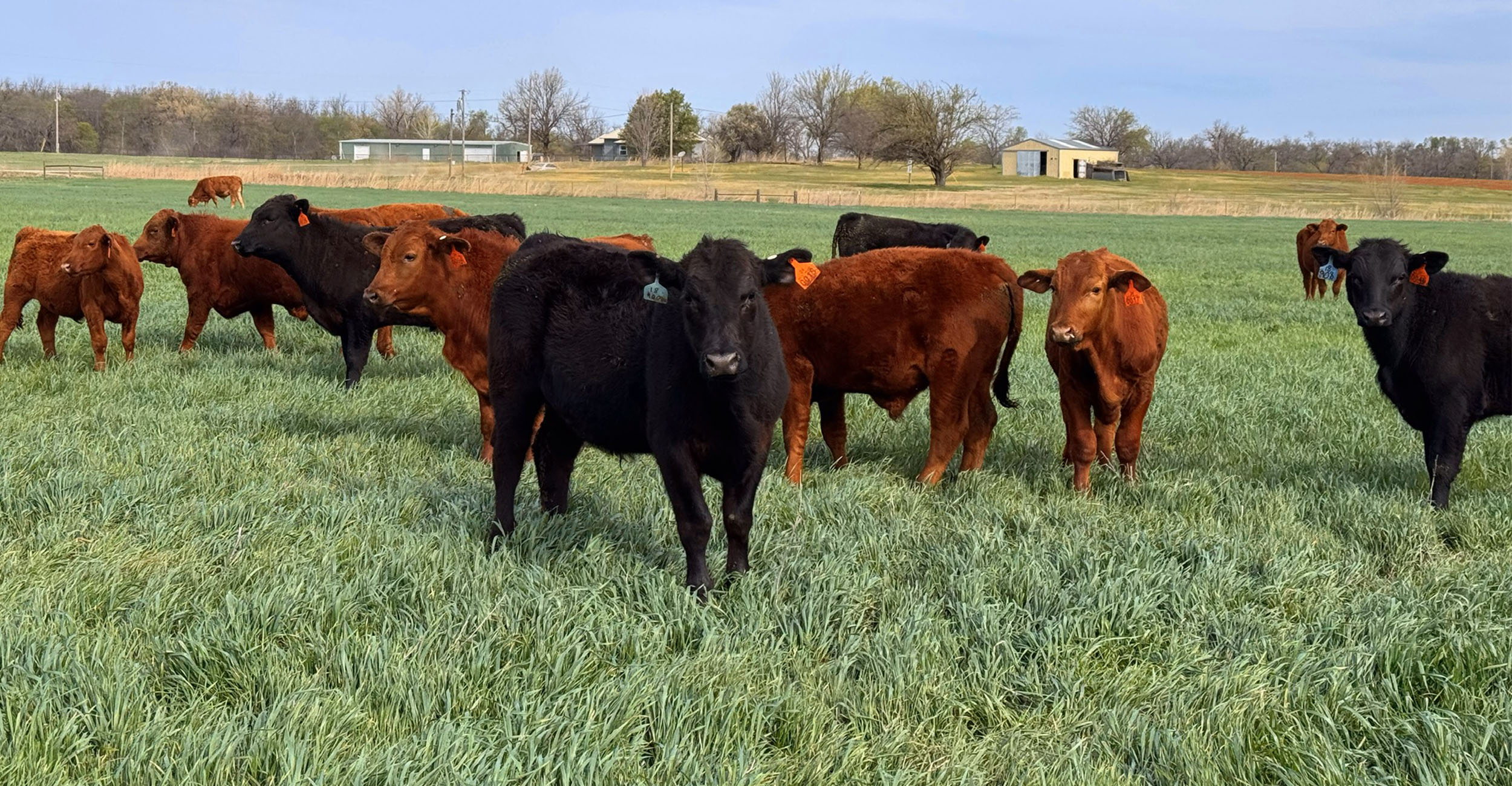 OSU research explores sustainability of cattle grazing in Kansas wheat–sorghum systems