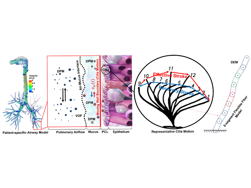 A graphic depicting Feng's research. This is alt text for the image
