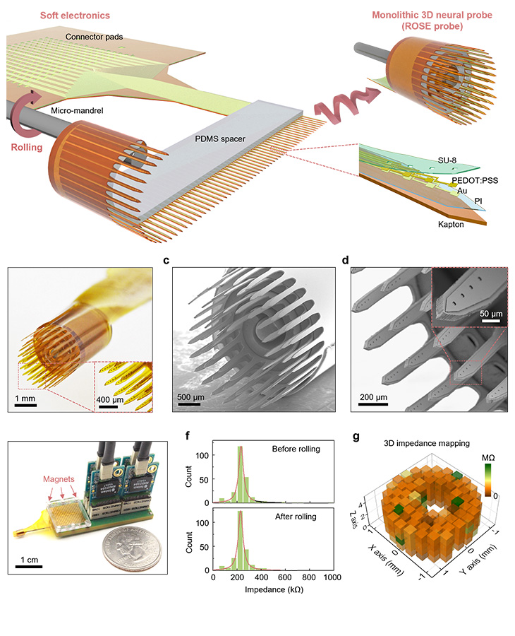 Shown is a series of images showcasing the process in which soft electronics are rolled into a cylinder to form a 3D neural probe.