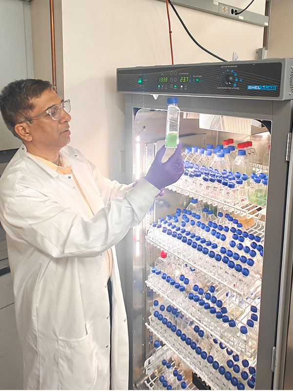 A researcher wearing a lab coat and gloves removes a flask containing green liquid from a large laboratory incubator filled with rows of sample bottles.