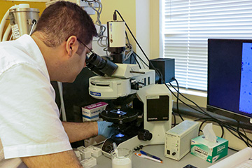 A researcher peers into an Olympus microscope while examining a sample in a laboratory.