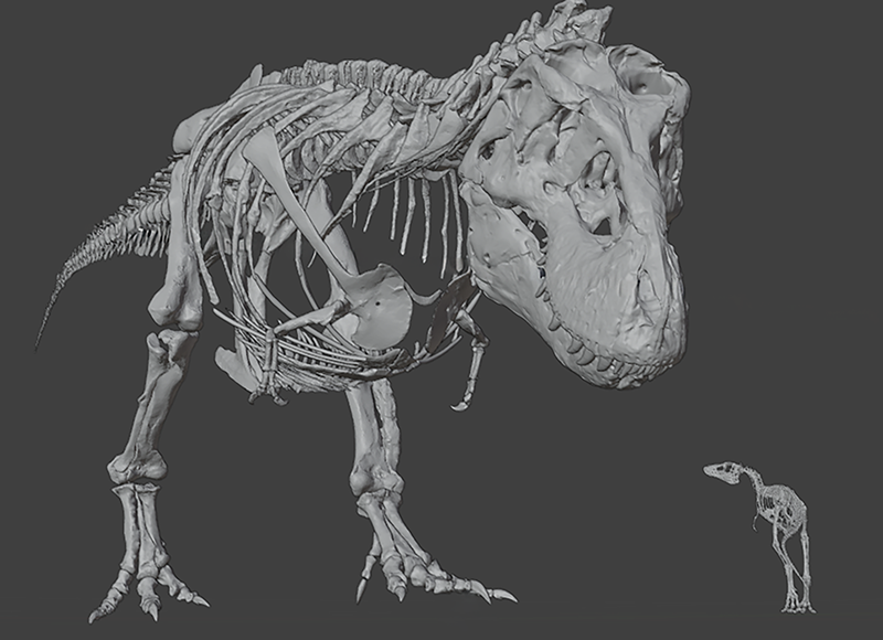 Digital rendering of an adult and hatchling Tyrannosaurus skeletons to show size scale.