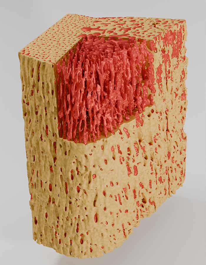 A 3D digital image of a piece of Tyrannosaurus foot bone showing the abundance of blood vessels through the bone.