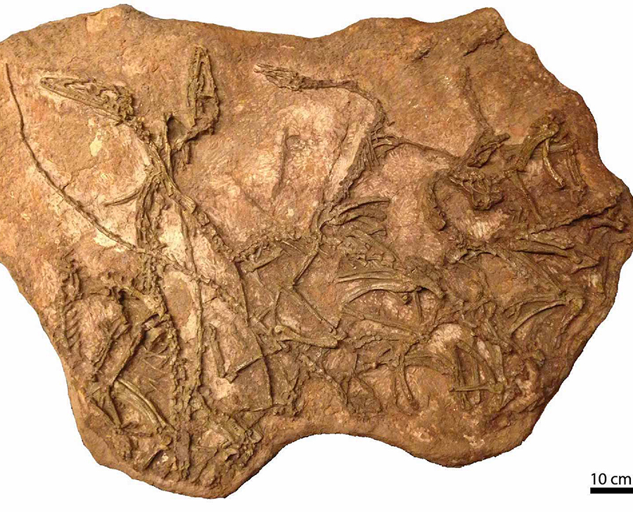 Coelophysis bauri fossil