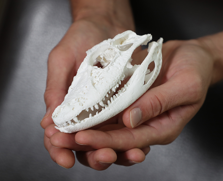 Forrest LaFleur holds a 3D printed model of the skull of an ancient crocodylia animal.