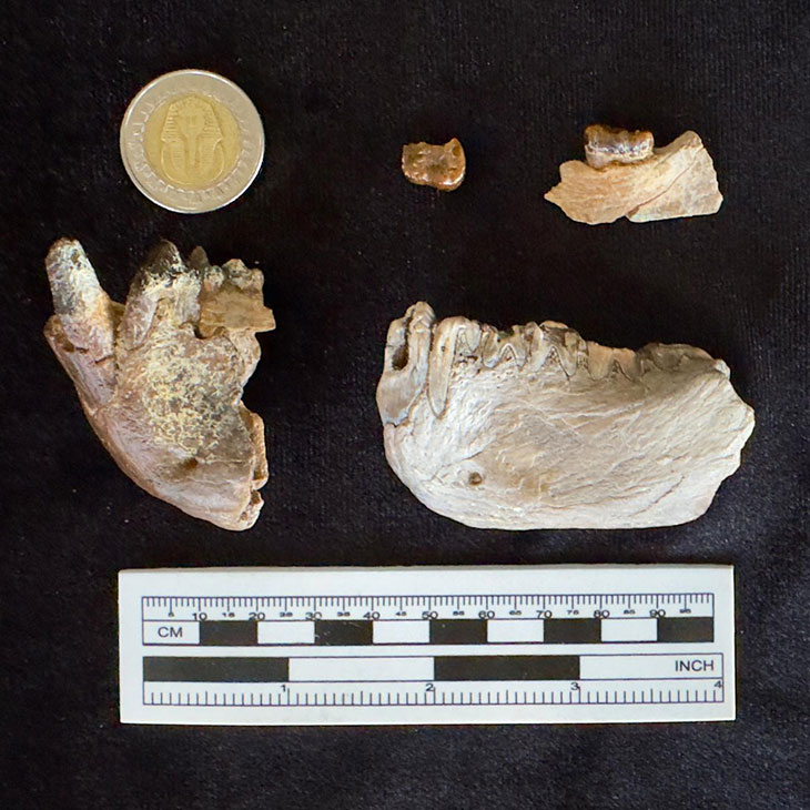 Several fossilized jaw and tooth fragments are arranged beside a coin and a measurement scale on a dark background, illustrating the size and features of paleontological specimens for scientific documentation.