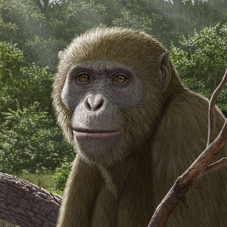 A detailed artistic rendering shows a primate‑like prehistoric animal standing among branches in a forested environment, illustrating a scientific reconstruction used in paleontology or evolutionary research.