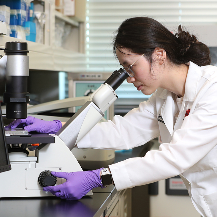 Serene Lim, a PhD biomedical sciences student, looks through a microscope at cancer cell samples in a lab on the OSU Center for Health Sciences campus in Tulsa.