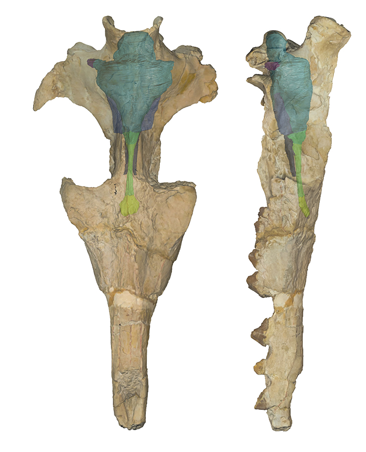 The CT scans of the skull and brain endocast of Protocetus, a prehistoric semi-aquatic whale. The skull fossil was discovered in Wadi Al-Hitan, or Valley of Whales, near Faiyum, Egpyt.
