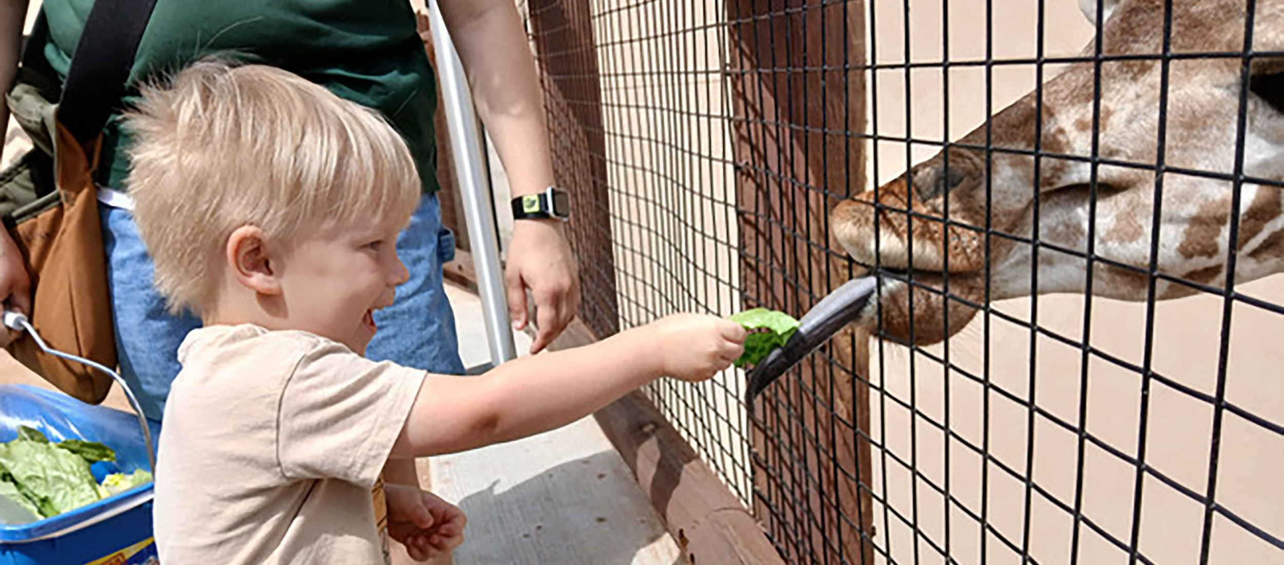 A young child reaches through a wire fence to feed leafy greens to a giraffe during a zoo animal‑feeding experience, with an adult standing nearby.