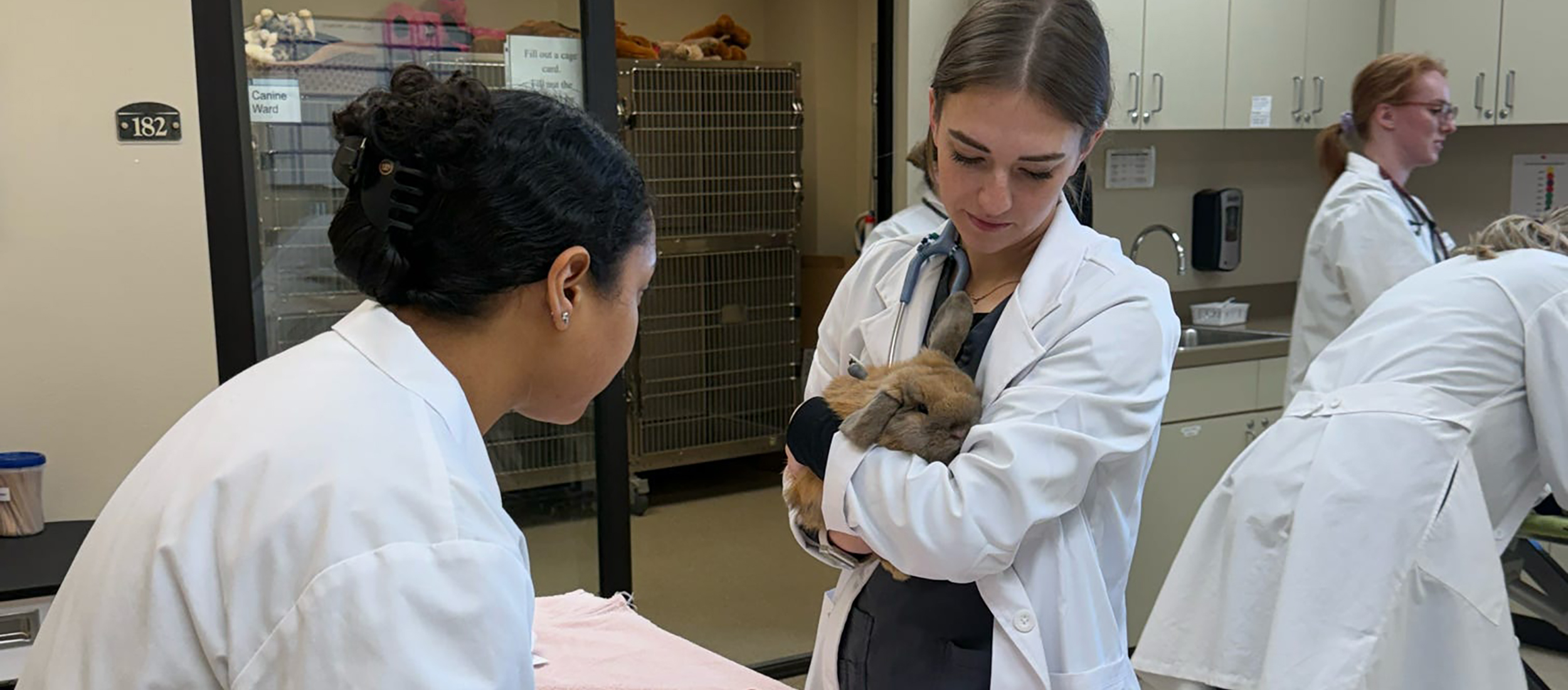 Two veterinarians in white coats examine a rabbit in an animal clinic. One holds the rabbit gently, while another observes. The setting is professional and caring.