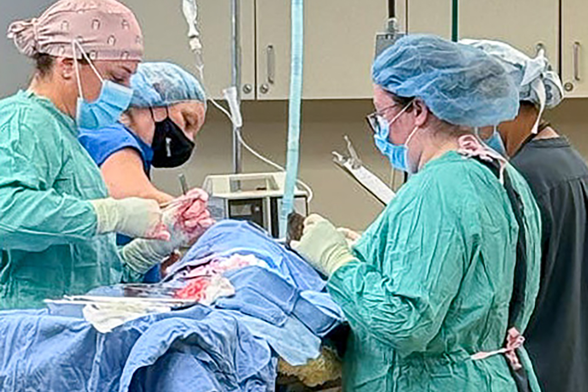 Veterinary surgical team wearing scrubs, gloves, and masks performing surgery on an animal patient under anesthesia in an operating room.