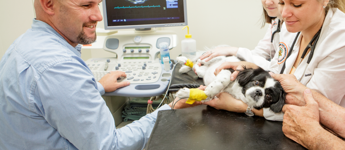 Is Your Pet At Risk for Heart Disease?