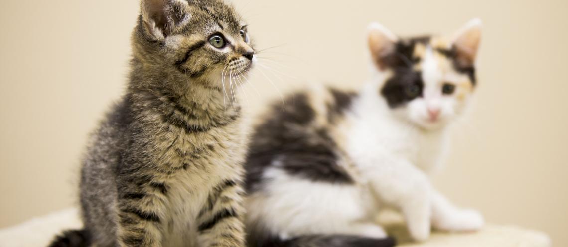 A black and gray cat sits on a table with a white, tan and black cat.