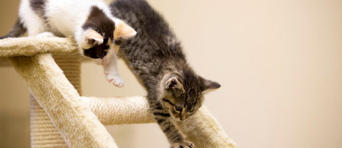 Veterinary Viewpoints