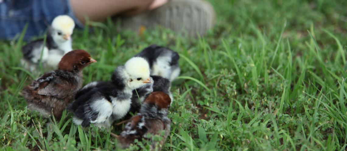 Keeping your flock healthy