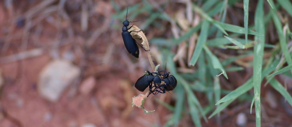 What is that in my hay?