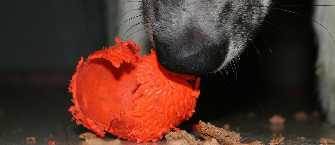 Trash or Treasure: Keeping Your Pets Healthy