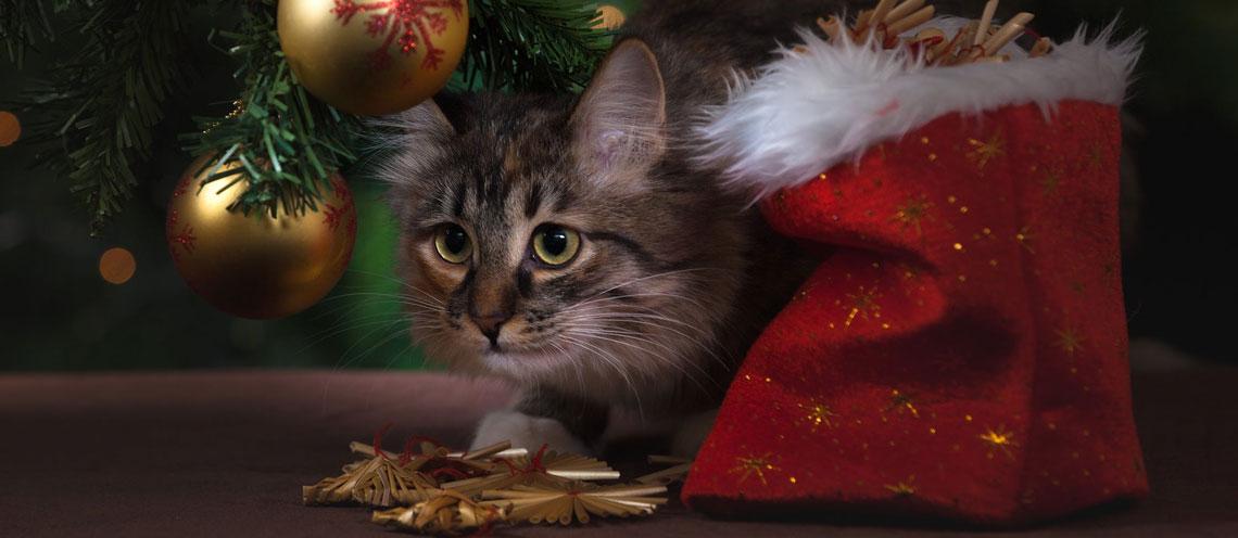 Holiday Dos and Don’ts