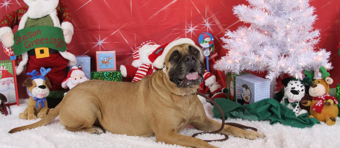 A large brown dog with a red Santa hat laying on a white blanket in front of Christmas decorations.