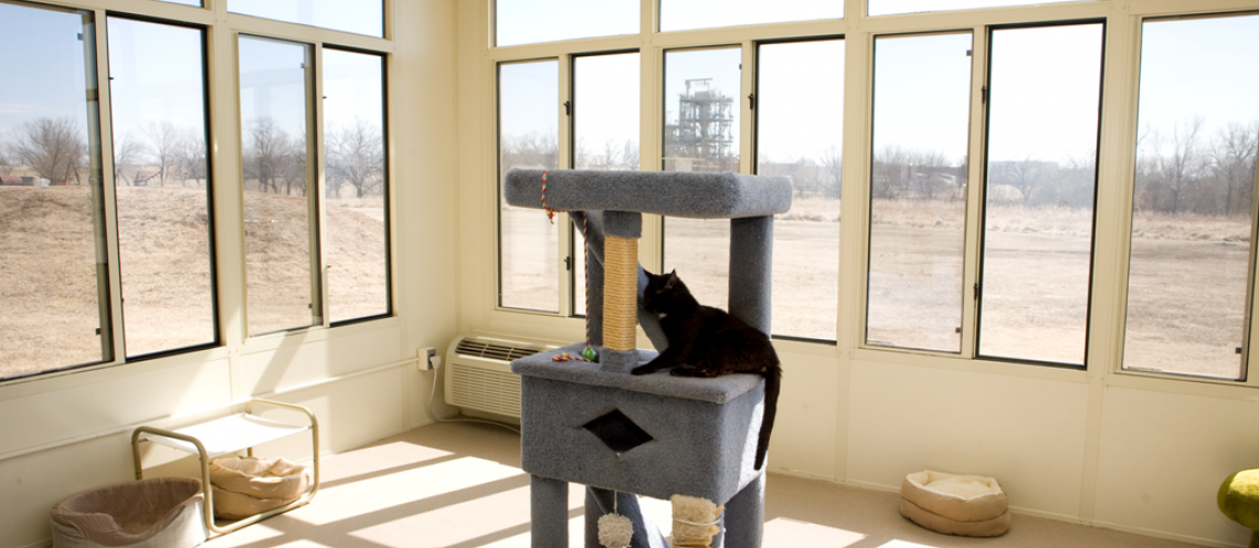 A Safe Haven for Pets